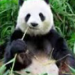 Wei Chen